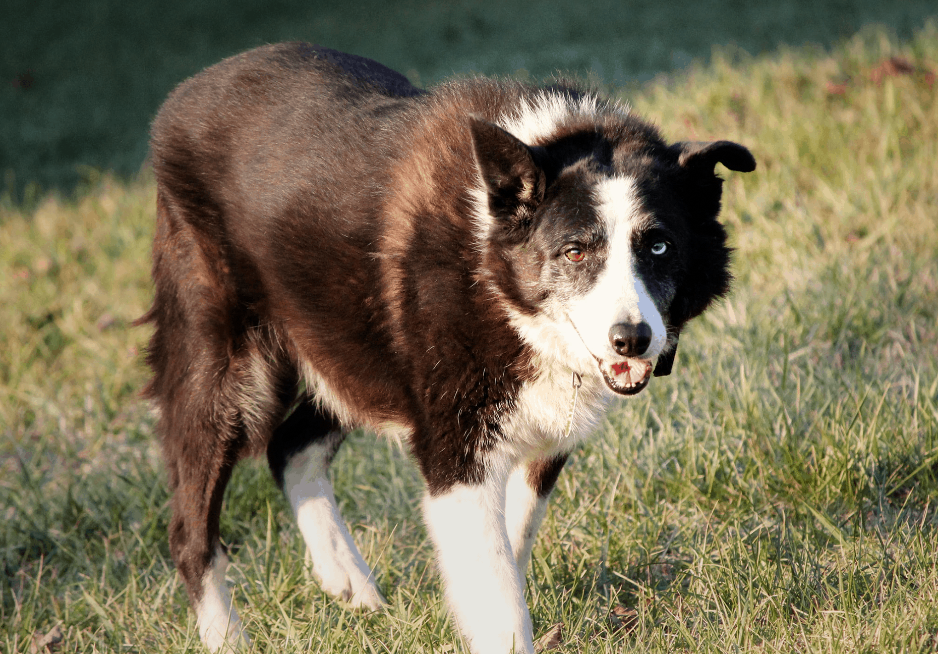 Разновидность пород собак пастушек