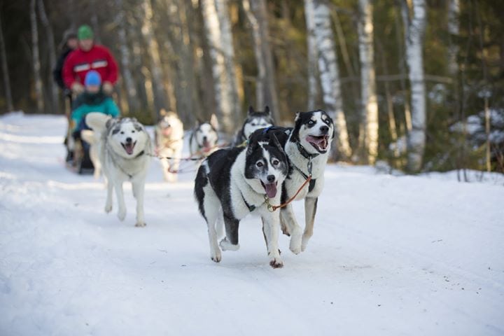 Finland is a winter wonderland.