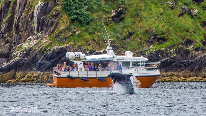 Fungie the Dingle Dolphin …….