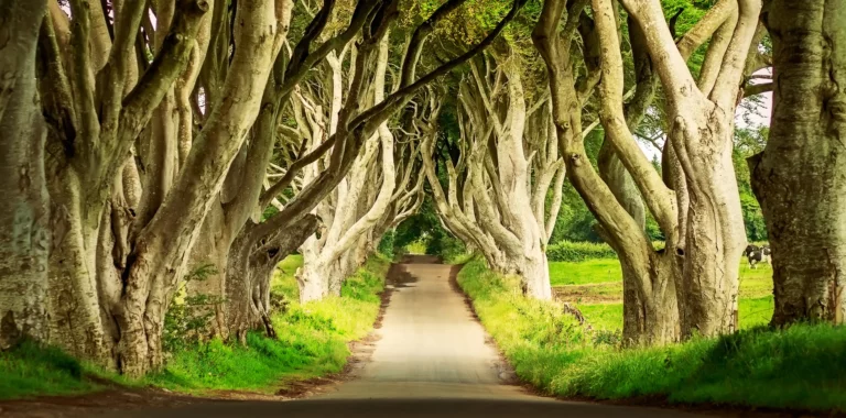 Lendas Da Irlanda – Game Of Thrones