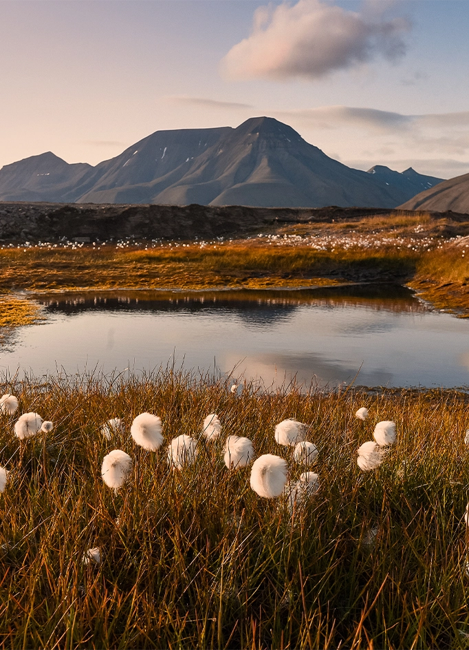 White cotton grass tufts beside a still tundra pool below dark mountain peaks