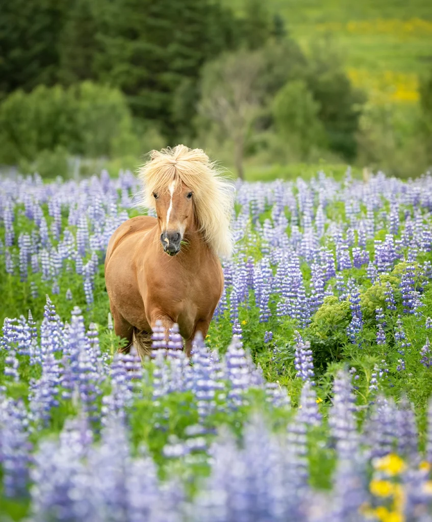 Chestnut Icelandic horse with a flaxen mane standing among tall purple lupines