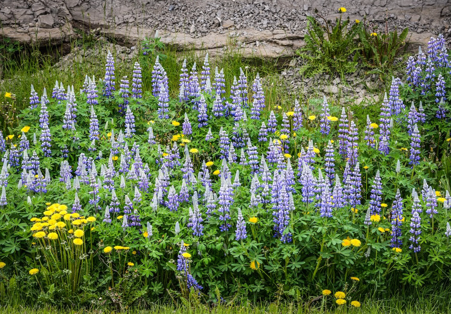 Cluster of purple lupine spikes and yellow dandelions growing against a rocky bank