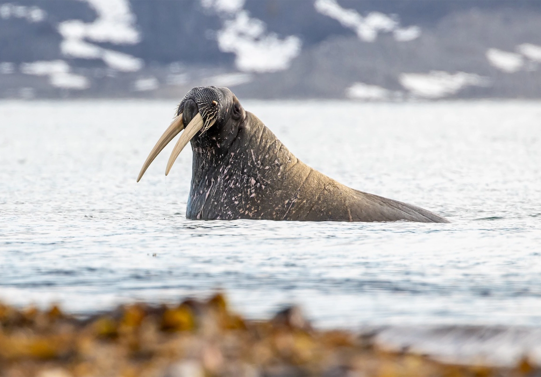 Tusked walrus raising its head above the sea with kelp and snowy hills behind