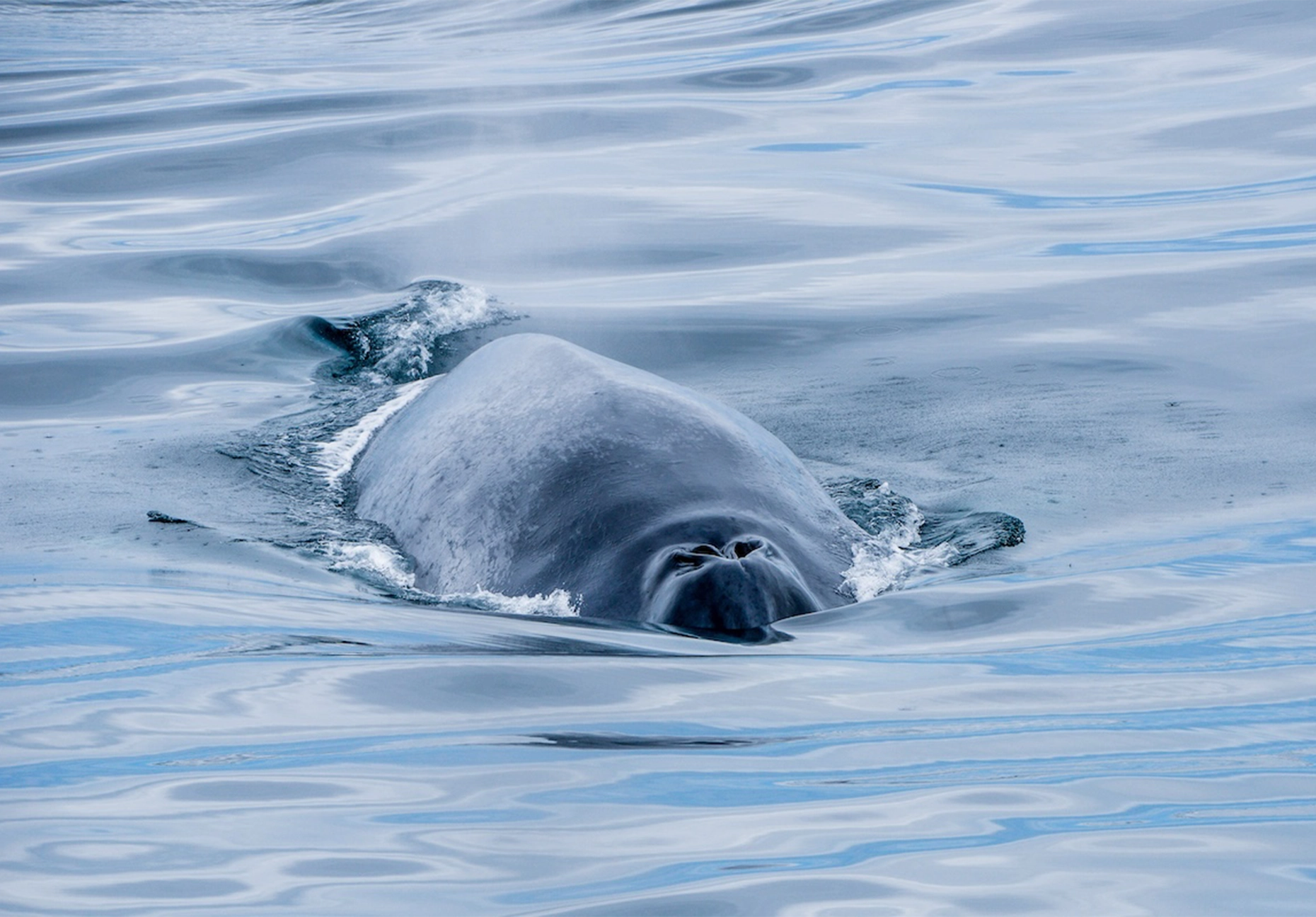 Whale's head and blowhole breaking the surface of calm silvery blue water