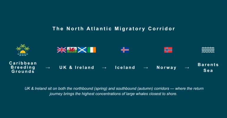 Migration Corridor 1 - The Whales Are Here: The Migration Trail Across Our Destinations.