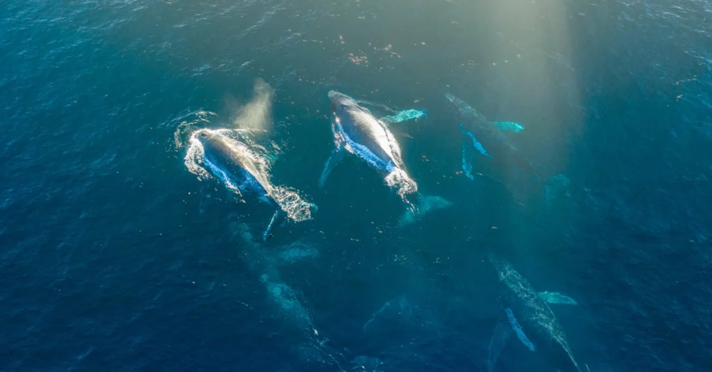 The Whales Are Here: The Migration Trail Across Our Destinations.