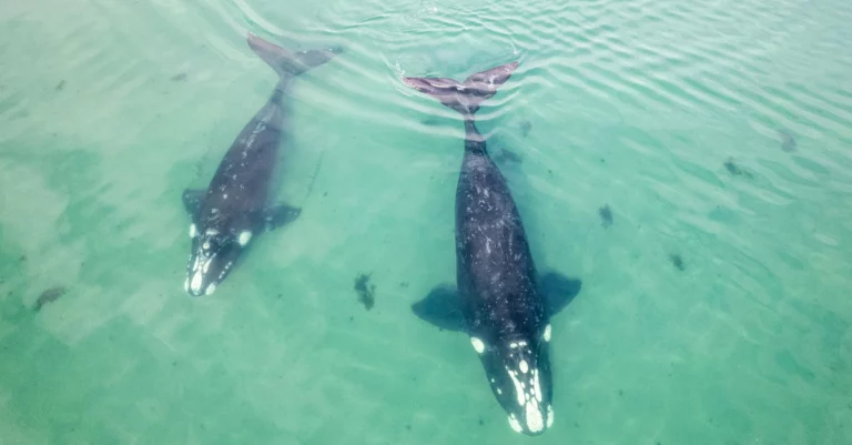 Whale migration across Northern Europe