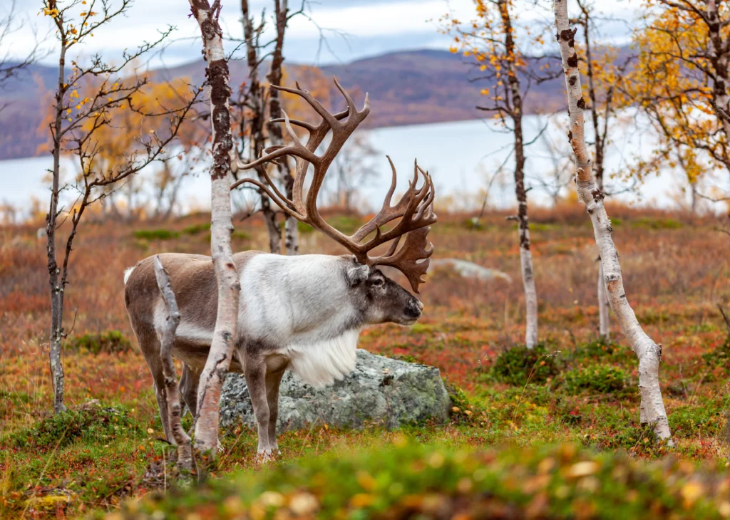 Arctic Europe