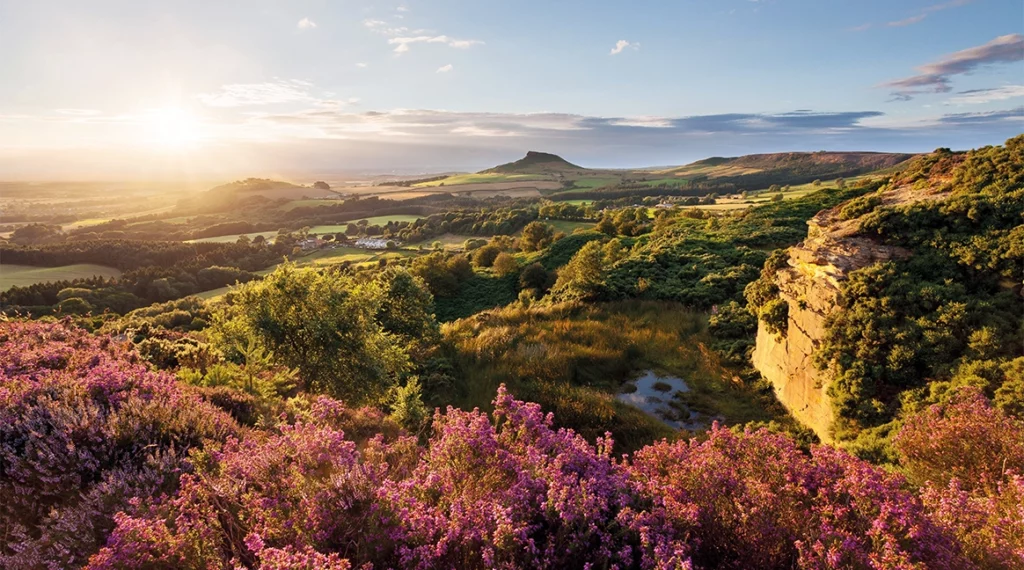Purple heather in bloom across the North York Moors at sunset, with Roseberry Topping rising above green fields and woodland in the distance.