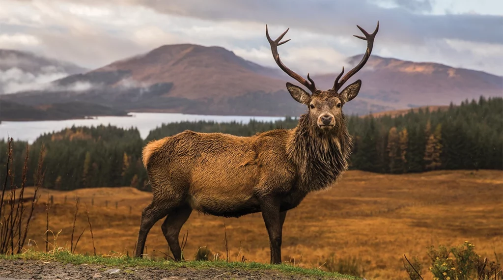 A red deer stag with full antlers standing in golden Highland grassland, with a loch, pine forest, and misty mountains behind.