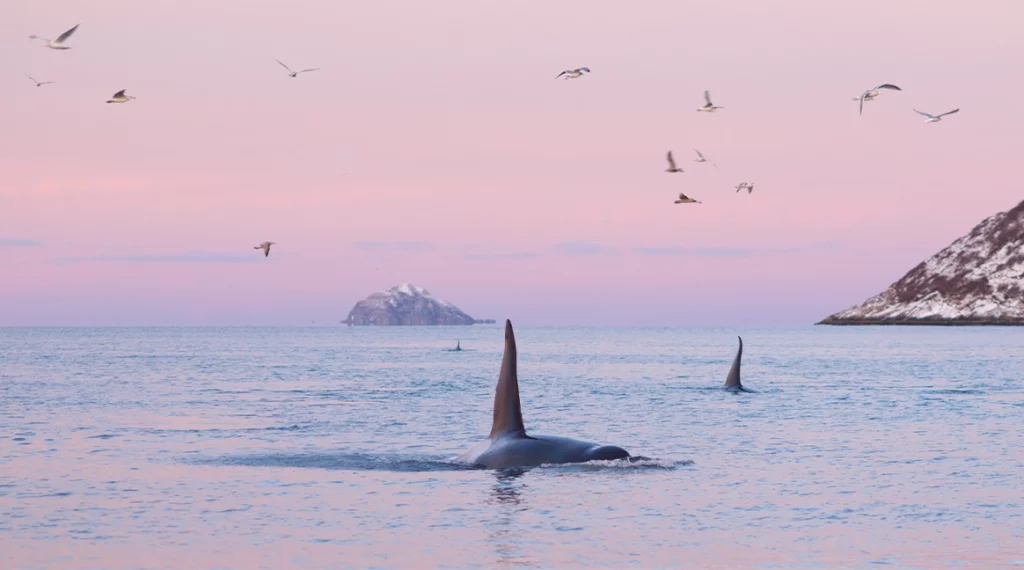 Orcas surfacing with tall dorsal fins in calm Arctic waters at dusk, seabirds overhead and snow-dusted islands under a soft pink sky.