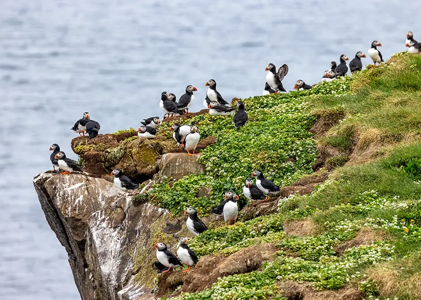 A colony of Atlantic puffins gathered on a grassy sea cliff on Grímsey Island, Iceland, with the ocean in the background