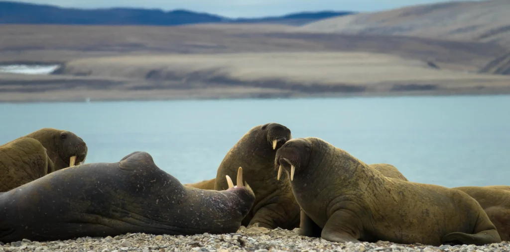 A group of walruses resting on a pebble beach on Nordaustlandet with their tusks visible, the Arctic sea, and barren tundra hills in the background, Svalbard, Norway