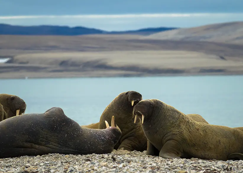A group of walruses resting on a pebble beach on Nordaustlandet with their tusks visible, the Arctic sea, and barren tundra hills in the background, Svalbard, Norway