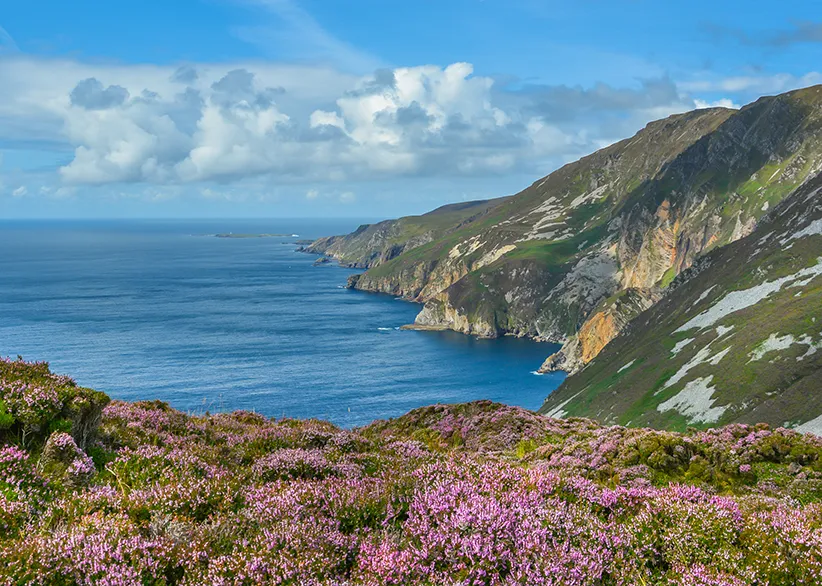 Slieve League sea cliffs rising steeply from the Atlantic Ocean with purple heather in the foreground and a dramatic coastline stretching into the distance, County Donegal, Ireland