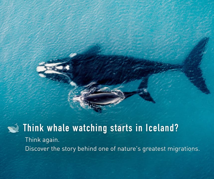 🐋 Think whale watching only happens in Iceland or Norway?
