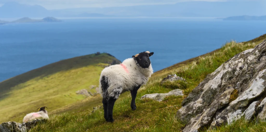 A black-faced sheep standing on a grassy hillside on Achill Island with the Atlantic Ocean and distant islands visible in the background under a cloudy sky