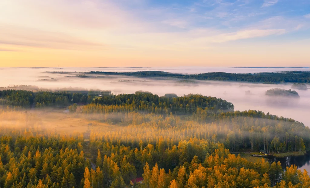 Golden and green treetops stretching to the horizon beneath low-lying mist at sunrise.