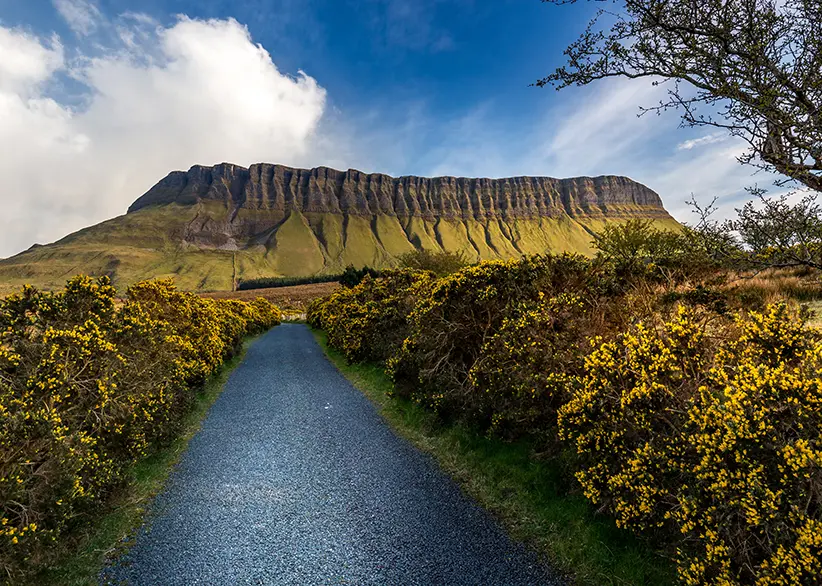 A narrow country lane lined with yellow gorse bushes leading straight towards the flat-topped Benbulben mountain with its distinctive ridged cliff face, County Sligo, Ireland