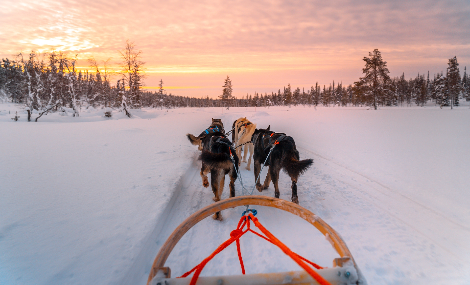 Team of harnessed huskies pulling a wooden sled along a snowy trail at sunset.