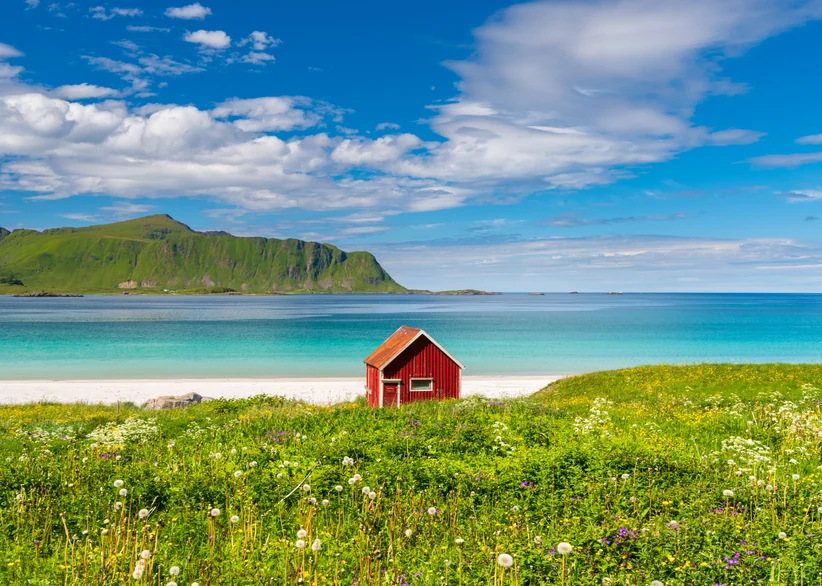 A small red wooden cabin sits amid a wildflower meadow beside the turquoise water and white sand of a Lofoten beach, with a green mountain ridge rising across the bay under a blue sky with scattered clouds.
