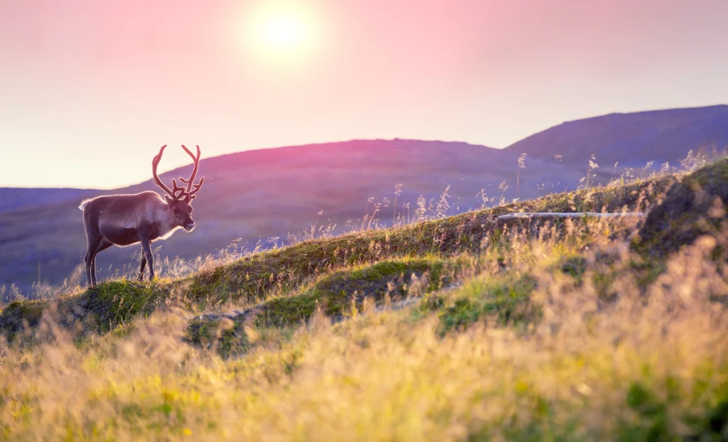 Antlered reindeer standing on a grassy tundra slope backlit by low golden sun.