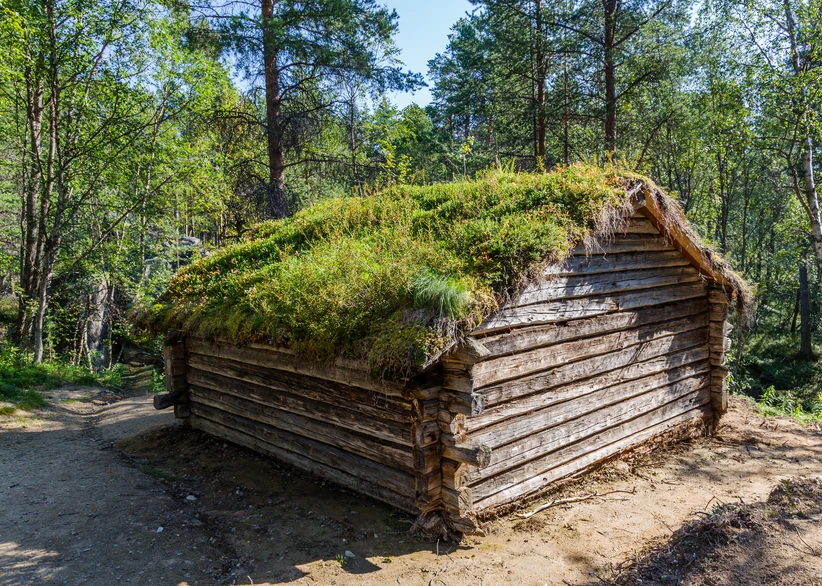 A weathered wooden Sami log house with a thick turf and moss roof sprouting wild grasses sits in a forest clearing, surrounded by tall pine and birch trees.