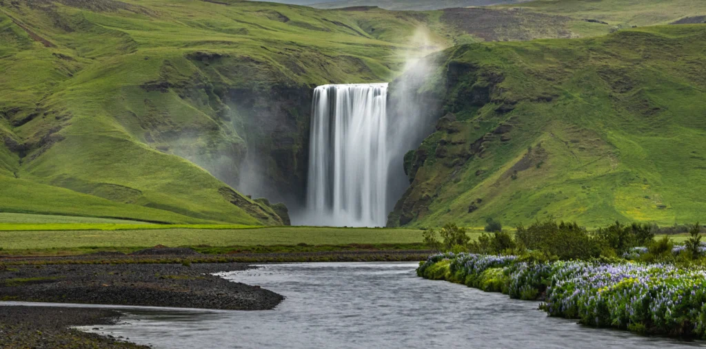 Skógafoss waterfall cascades from green highland cliffs into a wide river bordered by blooming purple lupine, with mist rising from the base and rolling green hills surrounding the valley.