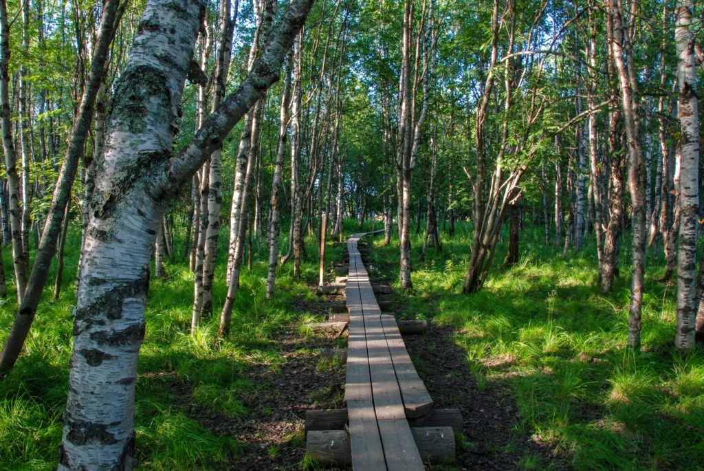 Koivusaari nature trail by Rovaniemi in Lapland, Finland