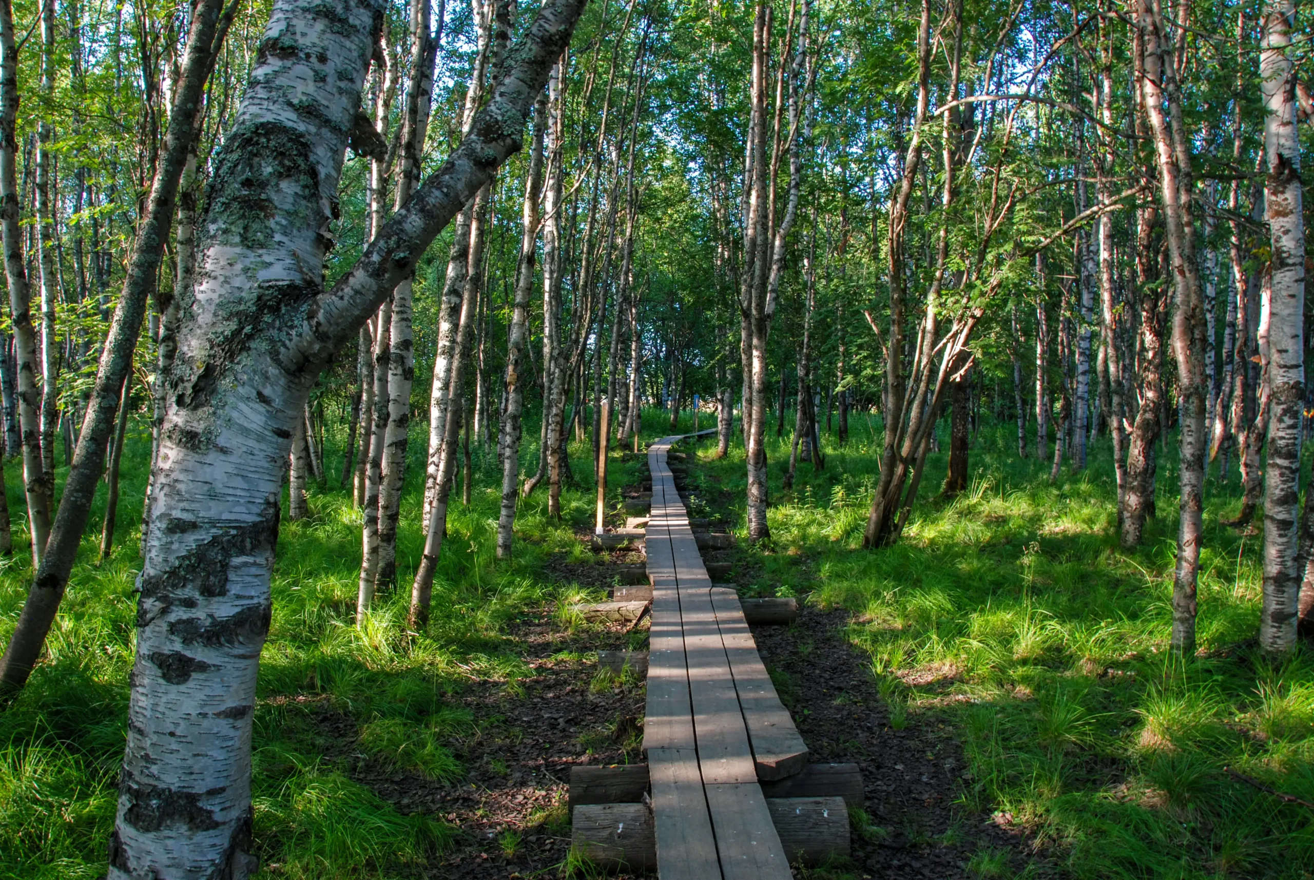 Koivusaari nature trail by Rovaniemi in Lapland, Finland
