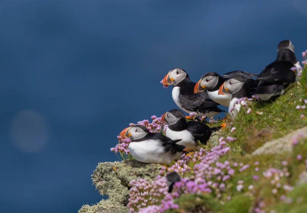 A group of Atlantic puffins rests on a grassy cliff edge among pink sea thrift flowers.