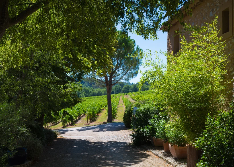 A gravel path shaded by a stone pine and leafy trees leads toward rows of vineyards stretching into the distance near a stone farmhouse in Châteauneuf-du-Pape.