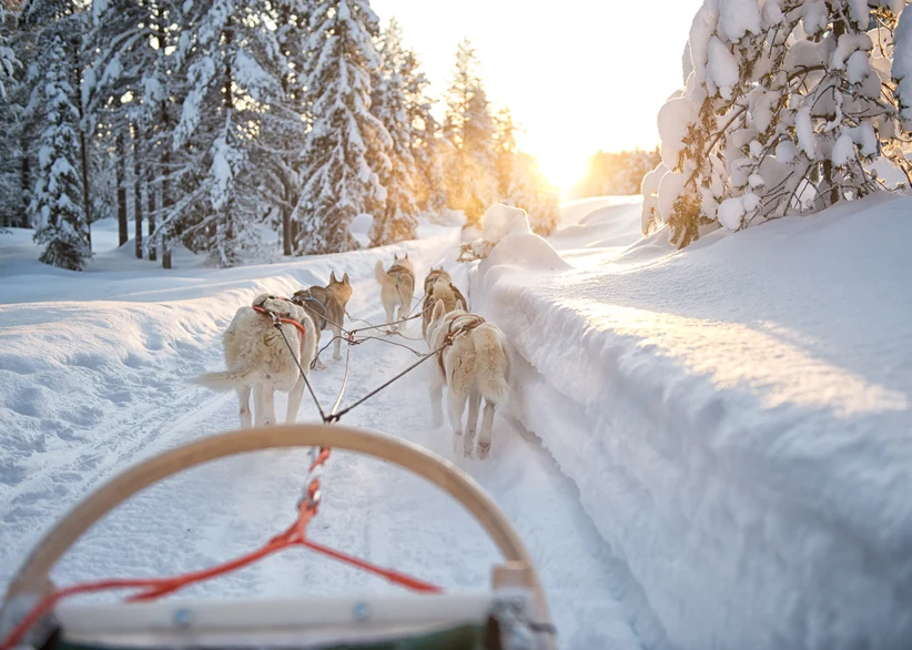 A team of huskies pulls a sled along a snowy forest trail lined with frosted trees, backlit by warm golden sunlight low on the horizon.