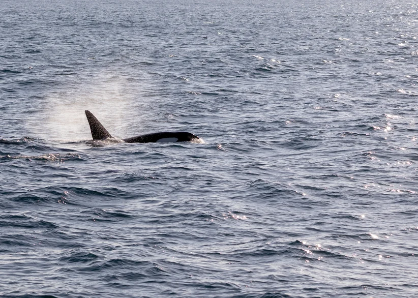 An orca's black dorsal fin breaks the surface of the open sea near Andenes, with its blowhole spray still misting the air above the rippling water.