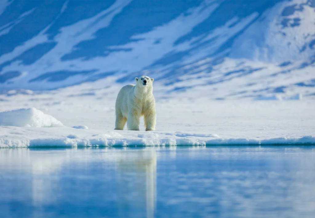 A polar bear stands at the edge of sea ice below snow-streaked Arctic mountains.