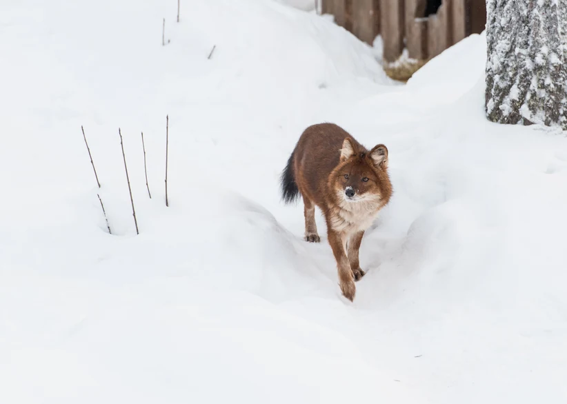 A red fox with a white chest and dark bushy tail walks down a trench in deep snow, with a wooden fence and a snow-dusted tree trunk behind it.