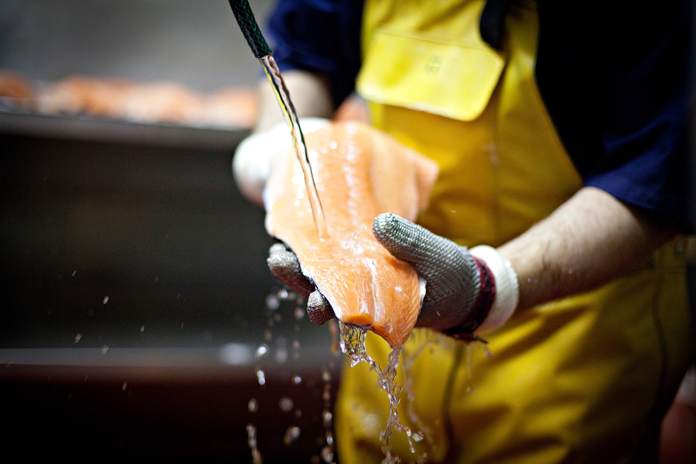 Rinsing a fresh salmon fillet at the Burren Smokehouse, Ireland