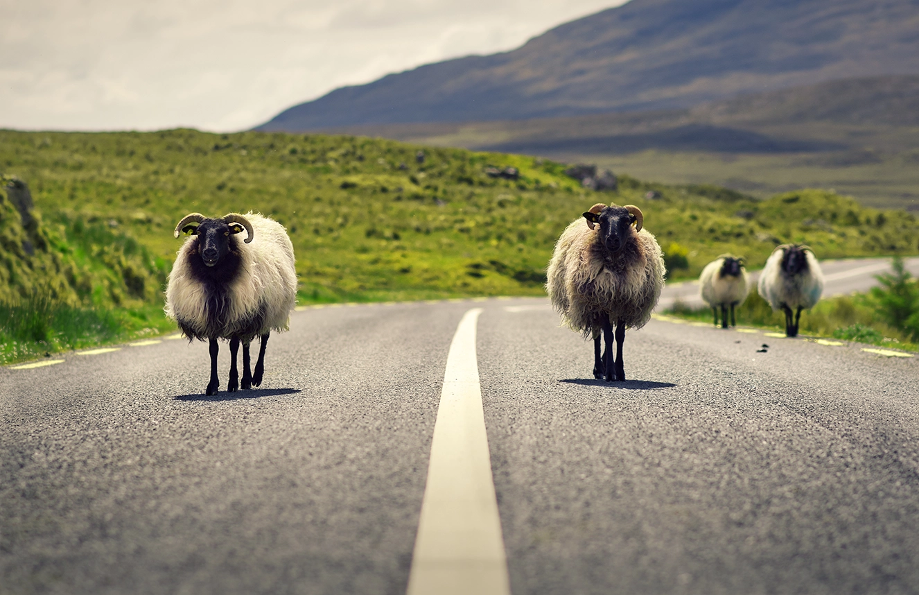 Four horned sheep stand on an empty road with green hills and mountains behind.